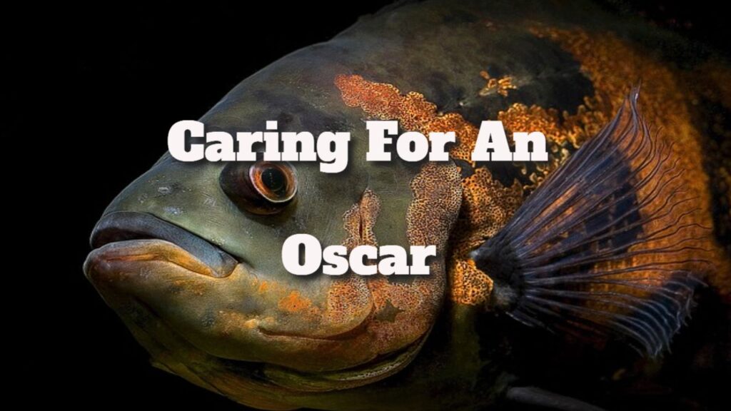 Caring For An Oscar Fish