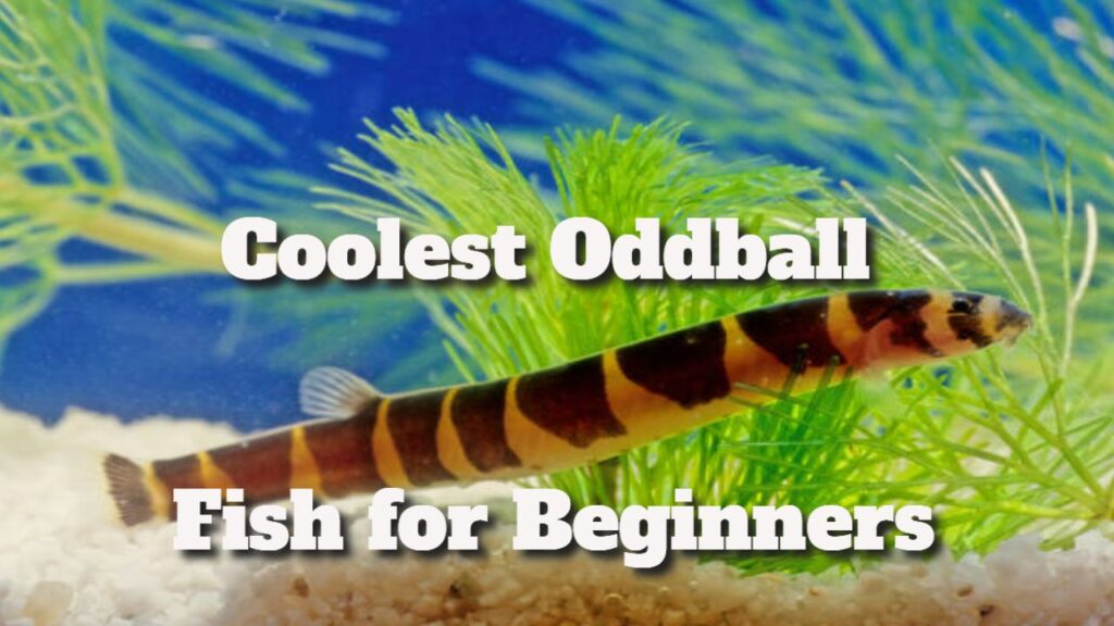 Coolest Oddball Fish for Beginners