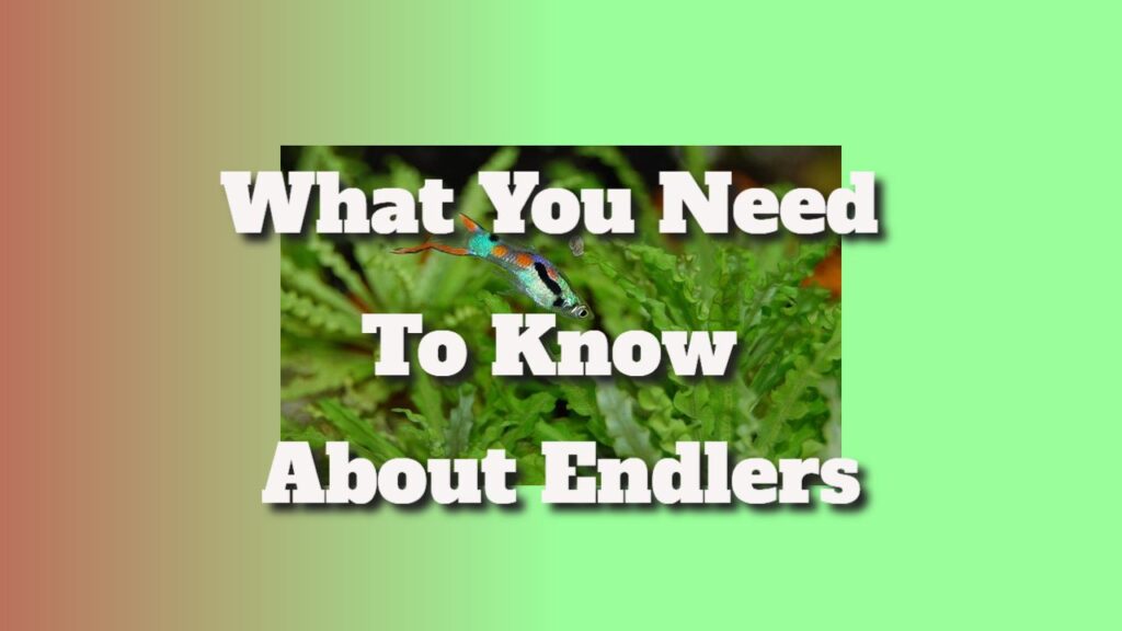 What You Need To Know About Endlers