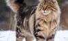 Maine Coon Cats: Essential Care Tips for Your Feline Friend