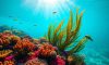 Belize’s Marvels Beneath: Explore Underwater Wonders