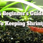 Shrimp Care Guide: Essentials for New Owners