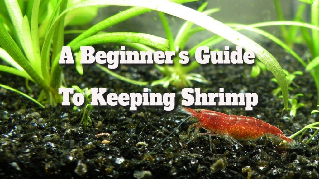 Shrimp Care Guide: Essentials for New Owners