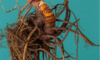 Supplements for Menopause: Natural Ways to Support Your Body