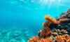 Snorkeling the Belize Barrier Reef: Top Locations & Marine Life