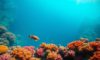 Great Blue Hole Belize: Essential Guide for Diving and Snorkeling