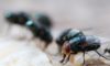 Maggots Extermination Tips for Sydney Residences