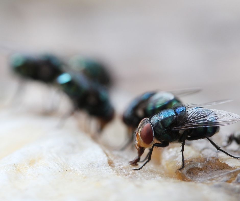 Maggots Extermination Tips for Sydney Residences