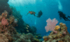Belize Barrier Reef: Your 2025 Dive and Snorkel Destination