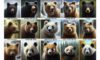 Surviving a Bear Attack: Essential Tips You Need